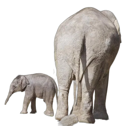 animal, creature, furniture, 3d render, photorealistic, concept art, baby, elephant transparent PNG cut-out