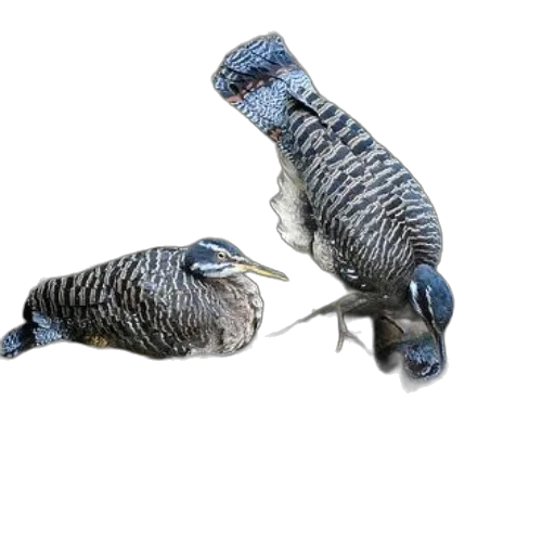 animal, creature, hair, jewelry, 3d render, photorealistic, concept art, pixel art transparent PNG cut-out