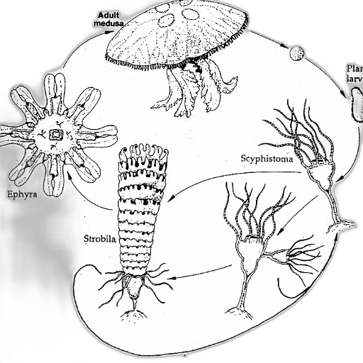 crown, concept art, underwater, diagram, illustrating, life, cycle, jellyfish transparent PNG cut-out