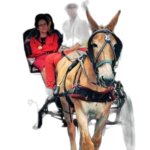 staff, animal, photorealistic, oil painting, concept art, pixel art, red, woman transparent PNG cut-out