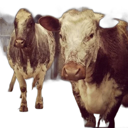 animal, photorealistic, 3d render, two, cows, stand, side, pen transparent PNG cut-out