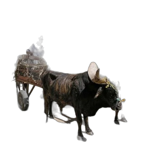 animal, dragon, hat, creature, concept art, 3d render, photorealistic, fantasy art transparent PNG cut-out