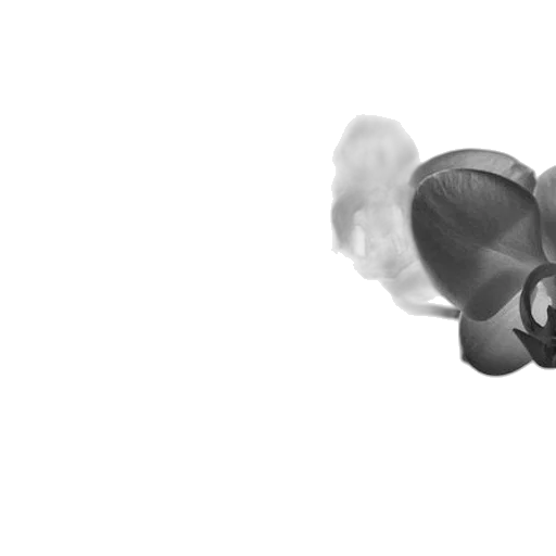 flower, jewelry, crown, mask, 3d render, photorealistic, concept art, pencil sketch transparent PNG cut-out