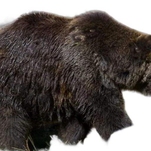 animal, creature, staff, weapon transparent PNG cut-out