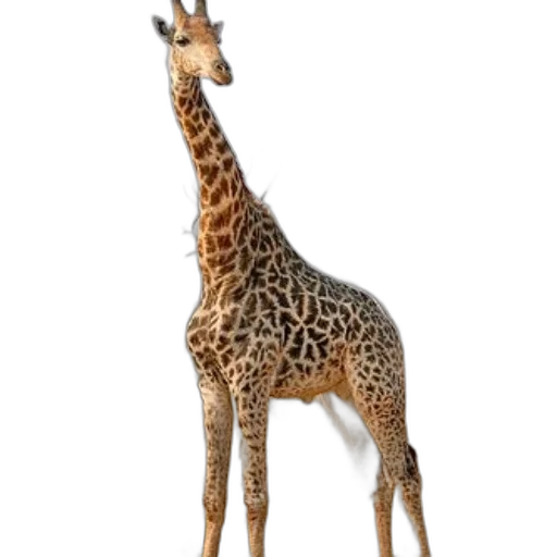 animal, creature, staff, dress, 3d render, concept art, photorealistic, fantasy art transparent PNG cut-out