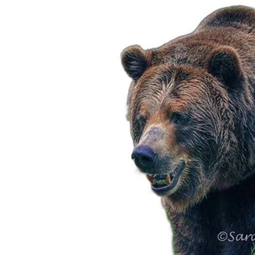 animal, face, creature, photorealistic, majestic, brown, bear, stands transparent PNG cut-out