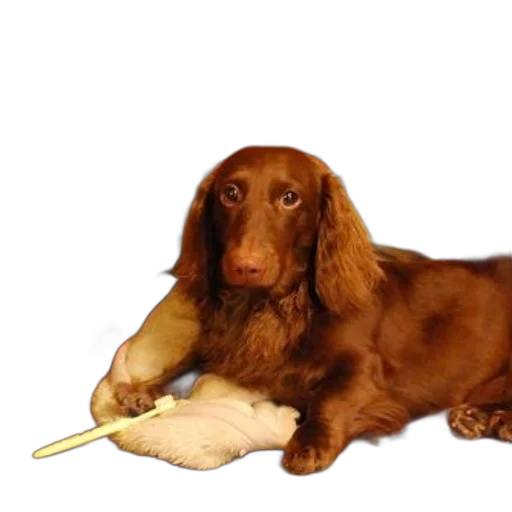 staff, animal, food, weapon, photorealistic, fire, brown, dog transparent PNG cut-out