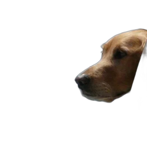 animal, face, mask, creature, photorealistic, 3d render, concept art, pixel art transparent PNG cut-out
