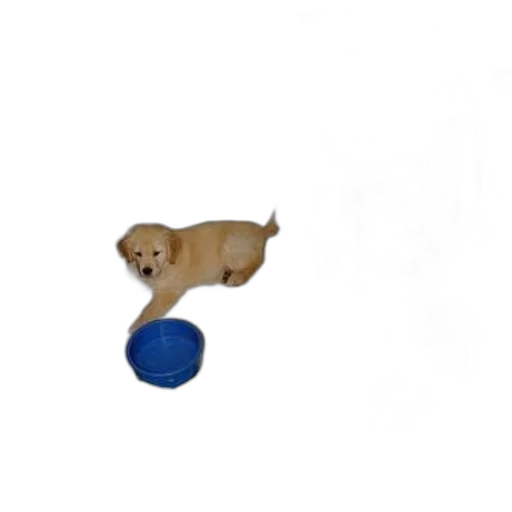 animal, staff, creature, photorealistic, 3d render, concept art, puppy, laying transparent PNG cut-out