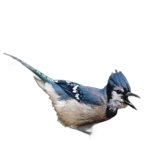 animal, staff, creature, crown, photorealistic, 3d render, watercolor, concept art transparent PNG cut-out