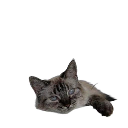 animal, staff, creature, face, photorealistic, 3d render, monochrome, cat transparent PNG cut-out
