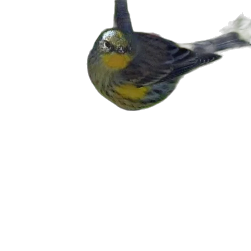 hat, shoes, weapon, animal, photorealistic, 3d render, concept art, bird transparent PNG cut-out