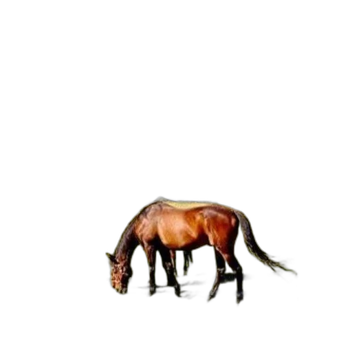 animal, creature, hair, hat, photorealistic, concept art, pixel art, 3d render transparent PNG cut-out