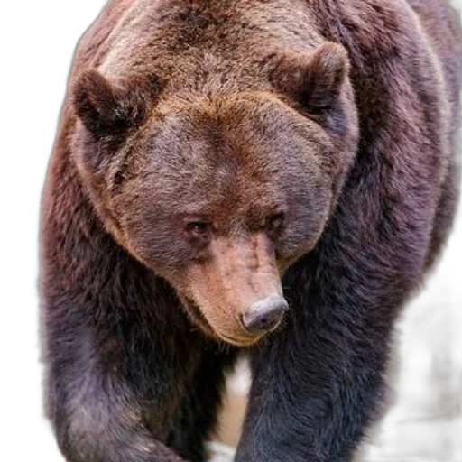 animal, creature, face, staff, photorealistic, majestic, brown, bear transparent PNG cut-out