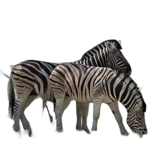animal, creature, furniture, 3d render, photorealistic, concept art, two, zebras transparent PNG cut-out