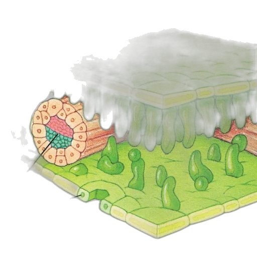dragon, concept art, 3d render, pixel art, fantasy art, fog, rain, underwater transparent PNG cut-out