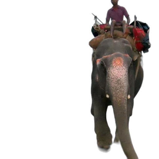 animal, creature, car, staff, 3d render, concept art, photorealistic, man transparent PNG cut-out