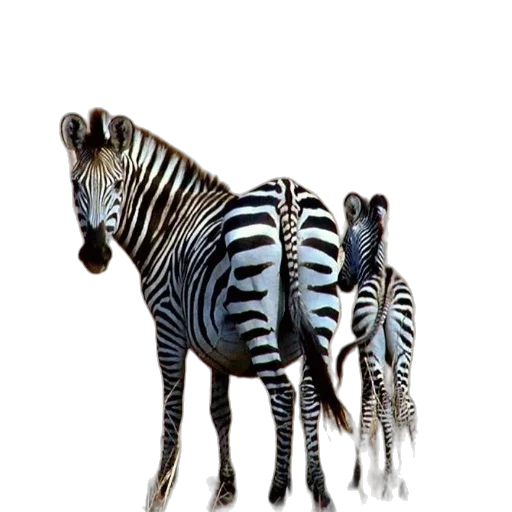 animal, creature, jewelry, staff, concept art, photorealistic, 3d render, watercolor transparent PNG cut-out