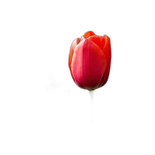 flower, crown, jewelry, food, 3d render, photorealistic, concept art, oil painting transparent PNG cut-out