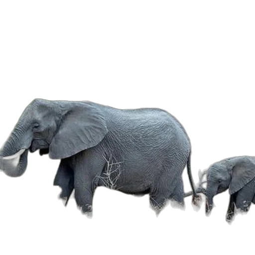 animal, creature, concept art, 3d render, photorealistic, two, elephants, grassy transparent PNG cut-out