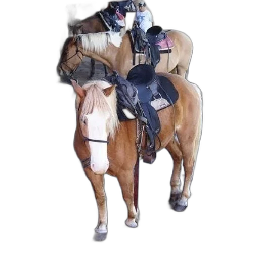 jacket, animal, weapon, mask, concept art, 3d render, photorealistic, brown transparent PNG cut-out