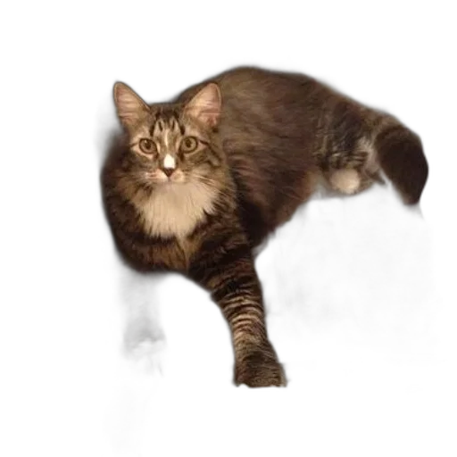 animal, creature, staff, hair, photorealistic, concept art, 3d render, pixel art transparent PNG cut-out