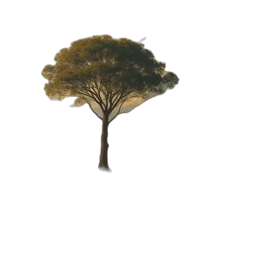 tree, crown, hair, hat transparent PNG cut-out