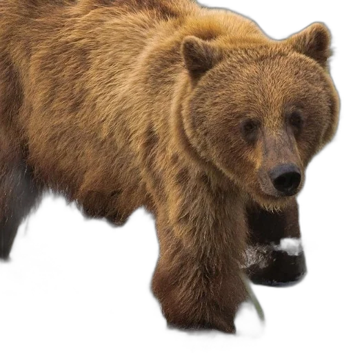 animal, creature, face, staff transparent PNG cut-out