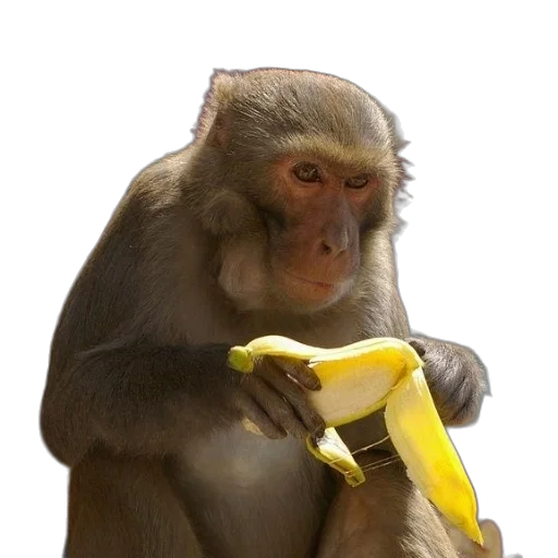 staff, animal, food, weapon, photorealistic, concept art, neon lights, monkey transparent PNG cut-out