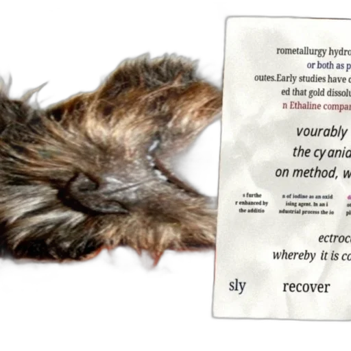hair, mask, jacket, close-up, photo, dog, face, piece transparent PNG cut-out