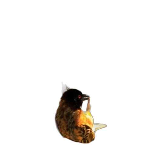 animal, hat, food, hair, 3d render, photorealistic, concept art, pixel art transparent PNG cut-out