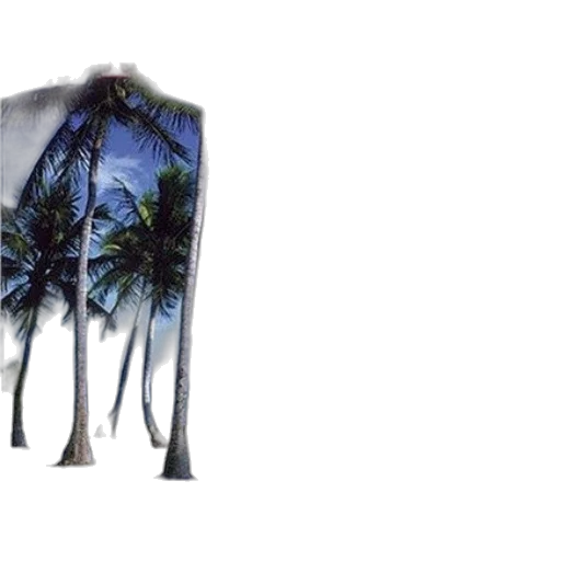 jacket, poster, titled, florida, simply, beautiful, features, picturesque transparent PNG cut-out