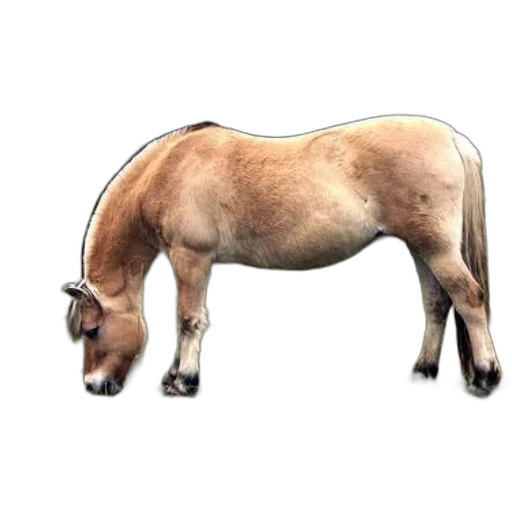 animal, staff, creature, hair, photorealistic, concept art, 3d render, watercolor transparent PNG cut-out
