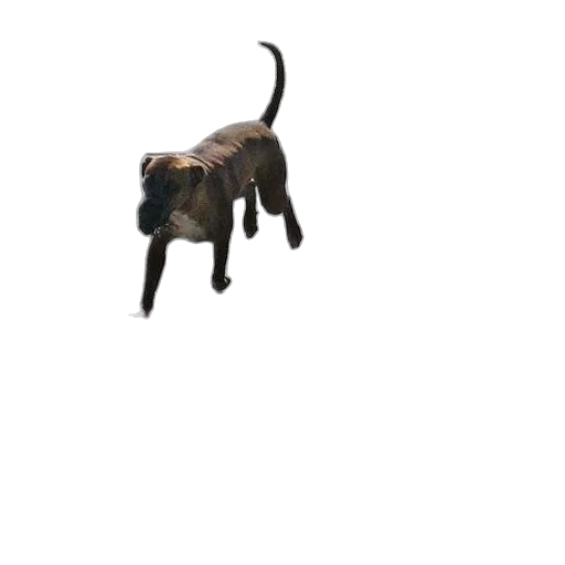animal, creature, staff, dragon, 3d render, photorealistic, concept art, pixel art transparent PNG cut-out