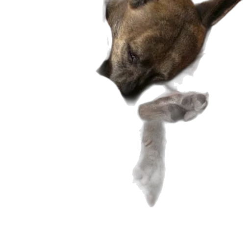 animal, staff, creature, dragon, photorealistic, concept art, 3d render, watercolor transparent PNG cut-out