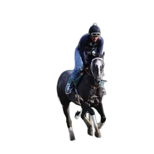 animal, photorealistic, jockey, rides transparent PNG cut-out