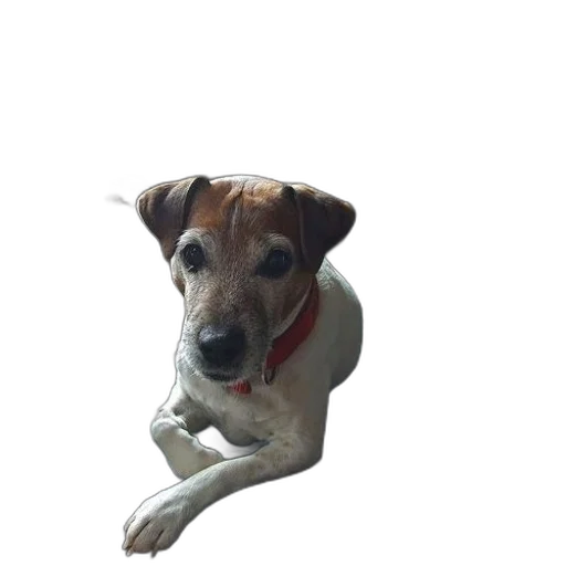 animal, staff, creature, face, photorealistic, 3d render, pixel art, oil painting transparent PNG cut-out