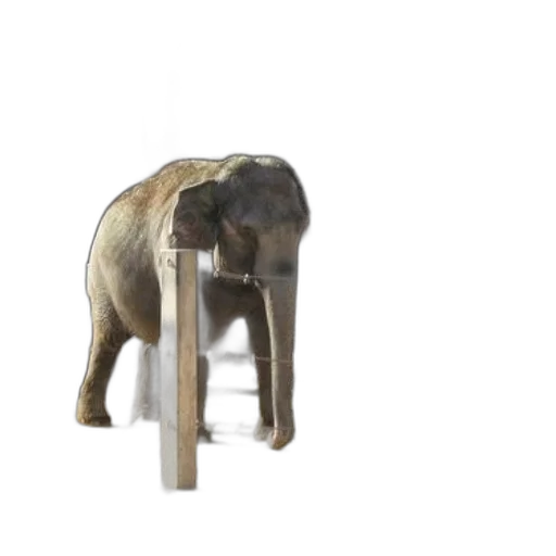 furniture, animal, staff, creature, 3d render, concept art, photorealistic, elephant transparent PNG cut-out