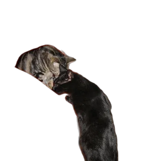 staff, animal, hat, creature, 3d render, photorealistic, concept art, outer space transparent PNG cut-out