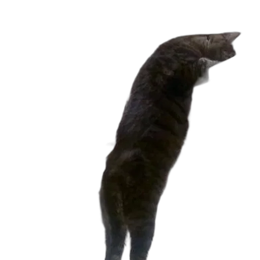 animal, creature, staff, dragon, 3d render, concept art, photorealistic, cat transparent PNG cut-out