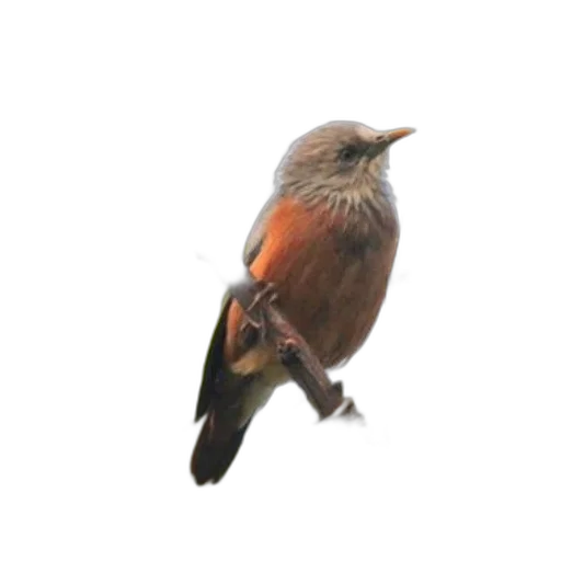 animal, staff, crown, creature, photorealistic, 3d render, oil painting, watercolor transparent PNG cut-out
