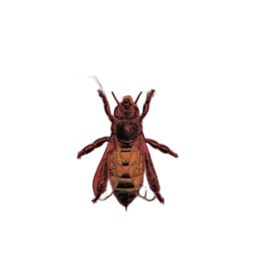 animal, creature, staff, jacket, 3d render, pixel art, photorealistic, concept art transparent PNG cut-out