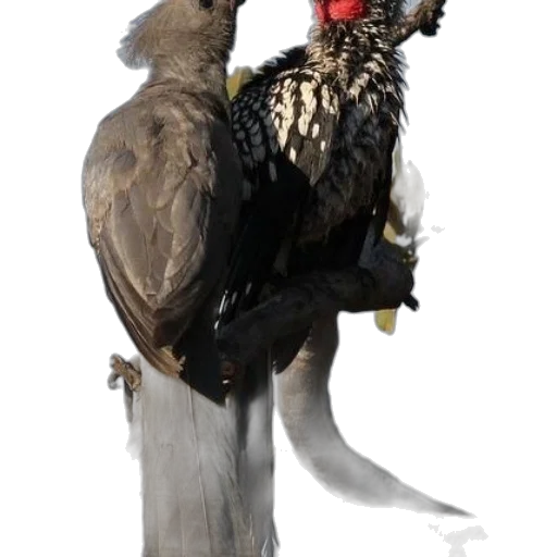 animal, crown, staff, jacket, concept art, 3d render, photorealistic, dark transparent PNG cut-out