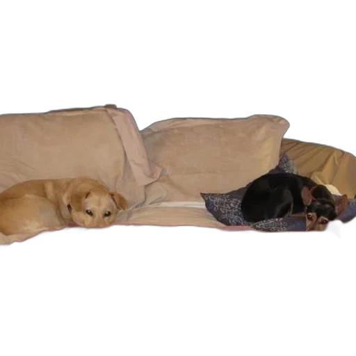 furniture, two, dogs, lay transparent PNG cut-out