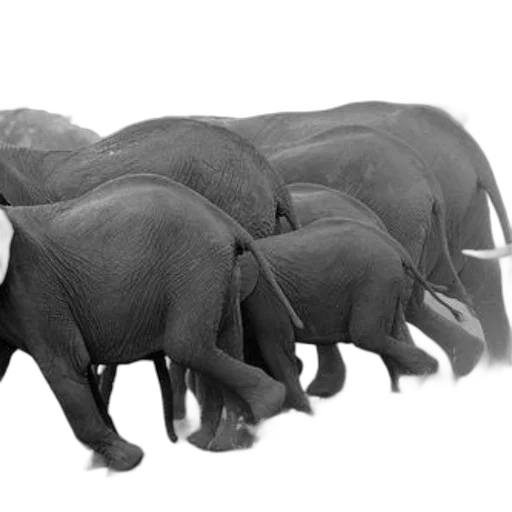 animal, staff, concept art, photorealistic, 3d render, pencil sketch, black, white transparent PNG cut-out