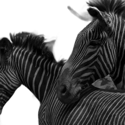 animal, creature, dragon, photorealistic, 3d render, concept art, fantasy art, monochrome transparent PNG cut-out