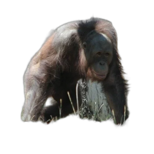 animal, creature, face, staff, photorealistic, 3d render, concept art, oil painting transparent PNG cut-out