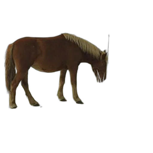 animal, staff, creature, hair, photorealistic, 3d render, concept art, pixel art transparent PNG cut-out