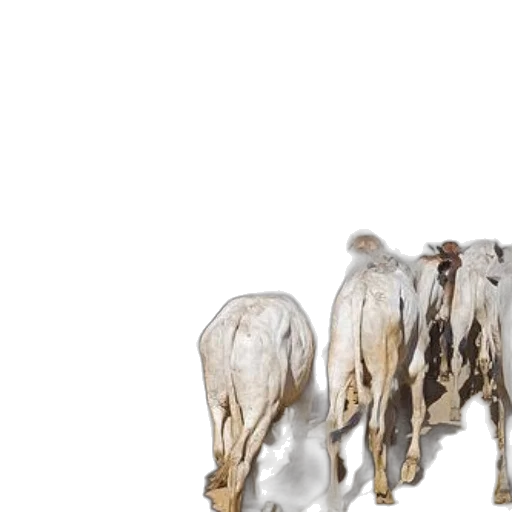 animal, jewelry, 3d render, concept art, photorealistic, cowboy, horseback, herds transparent PNG cut-out