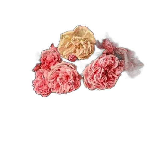 crown, jewelry, flower, food, photorealistic, 3d render, watercolor, red transparent PNG cut-out